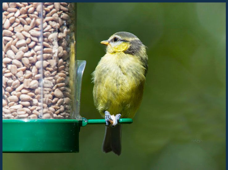 Bird Food